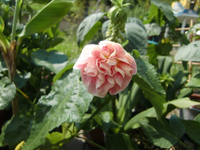 CIMG7273.webp