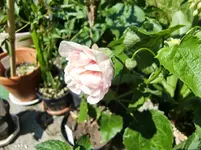 CIMG7267.webp