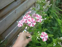 CIMG7257.webp