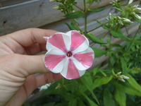 CIMG7258.webp