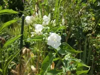 CIMG7277.webp