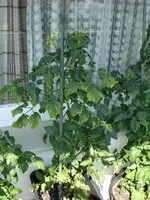 DSC01301.webp