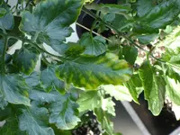DSC01303.webp