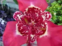 CIMG7246.webp