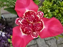 CIMG7245.webp