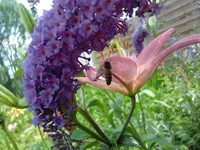 CIMG7249.webp