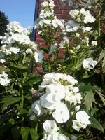 PhloxFuji08_07_13.webp