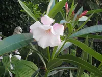 SAM_1317.webp