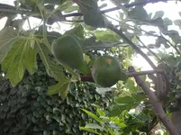 SAM_1318.webp