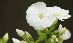 weisser Phlox130630_2.webp