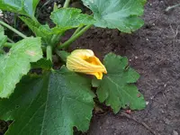 20120611_195054.webp