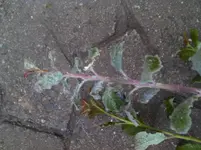 IMG_20130708_170522.webp