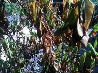IMG_20130708_170640.webp
