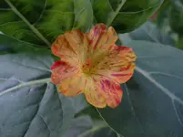 Wunderblume.webp