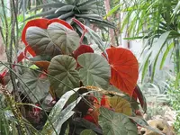 116.webp