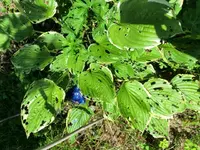 CIMG3931.webp