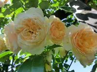 CIMG3939.webp