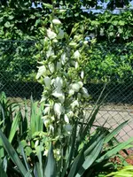 CIMG3944.webp