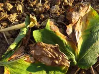 alternaria.webp