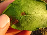 alternaria2.webp