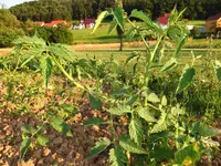 tomate.webp
