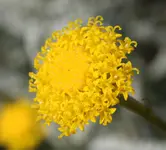asteracee1.webp