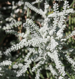 asteracee2.webp
