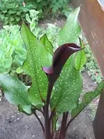 Calla.webp