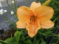 CIMG7323+-+Kopie.webp