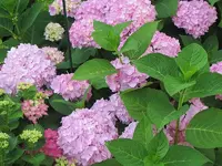 015.webp