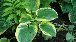 DSCN5061.webp