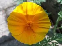 Kalifornischer Mohn.webp