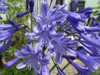 Agapanthus.webp