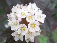 SAM_0383.webp