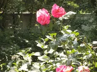rose 004.webp