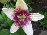 SAM_0418.webp