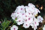 _Phlox weiss mit roter Mitte.jpg