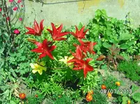 Blumen (2).webp