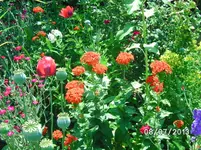 Blumen (3).webp
