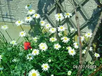 Blumen (4).webp