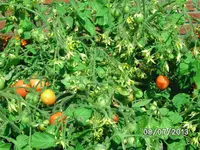 Gartenperle rosa.webp
