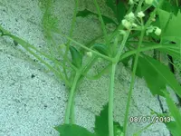 Gurke (2).webp
