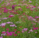 IMG_4155.webp
