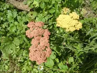 CIMG7285.webp