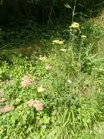 CIMG7283.webp