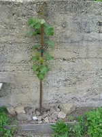 DSC03310.webp