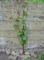 DSC03311.webp