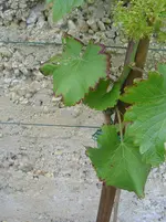 DSC03312.webp