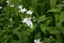 Garten 2 07 2013 001.webp