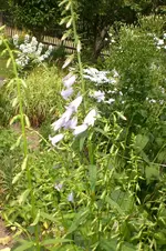 Garten 2 07 2013 002.webp